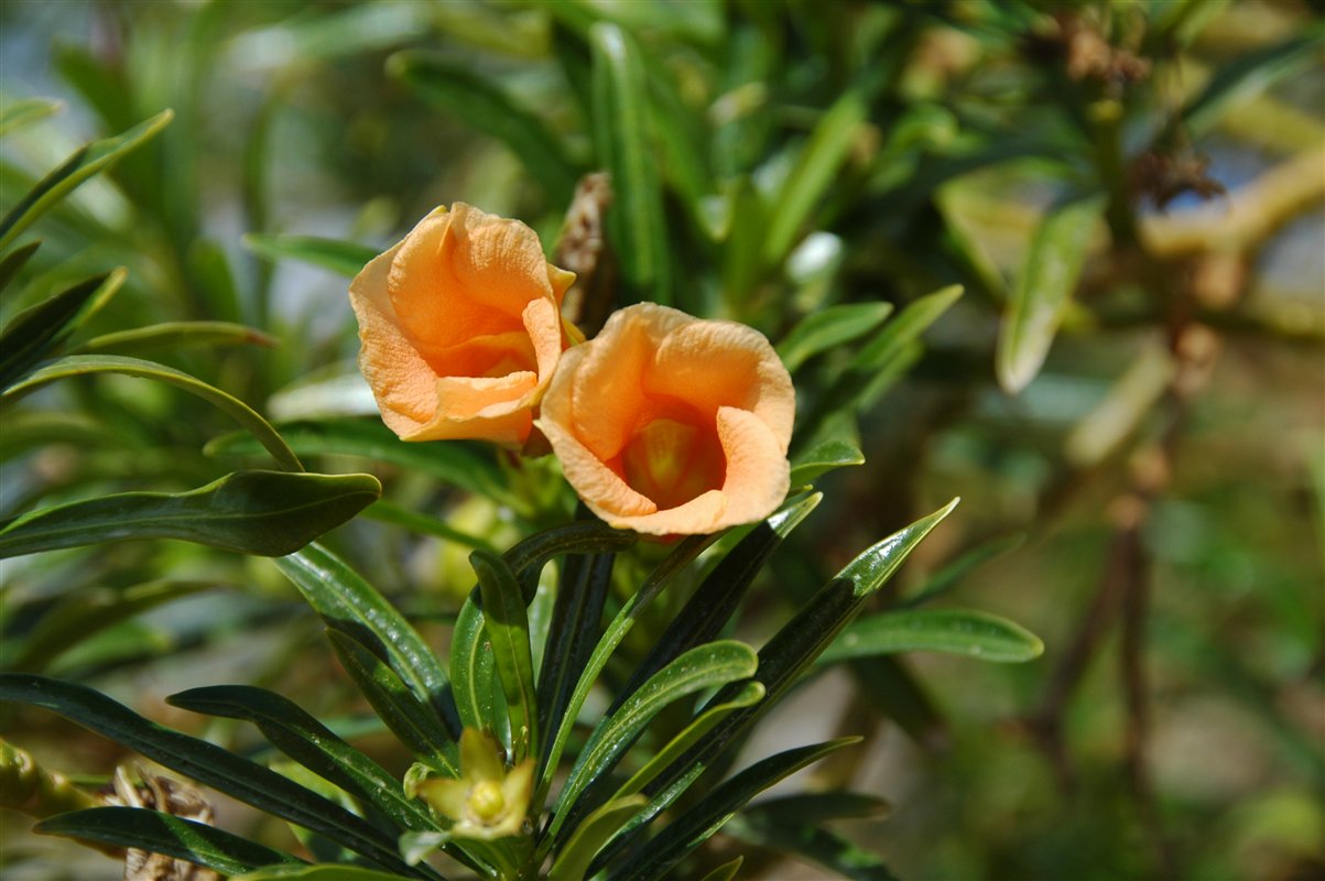 Hibiskus pomarańczowy